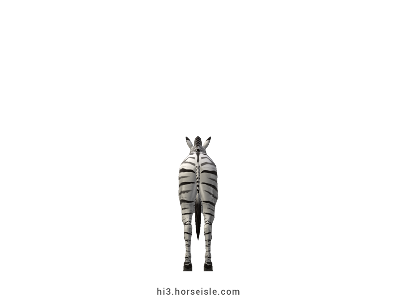 Burchell's Zebra Tail Dorsal and Leg Stripes Coat